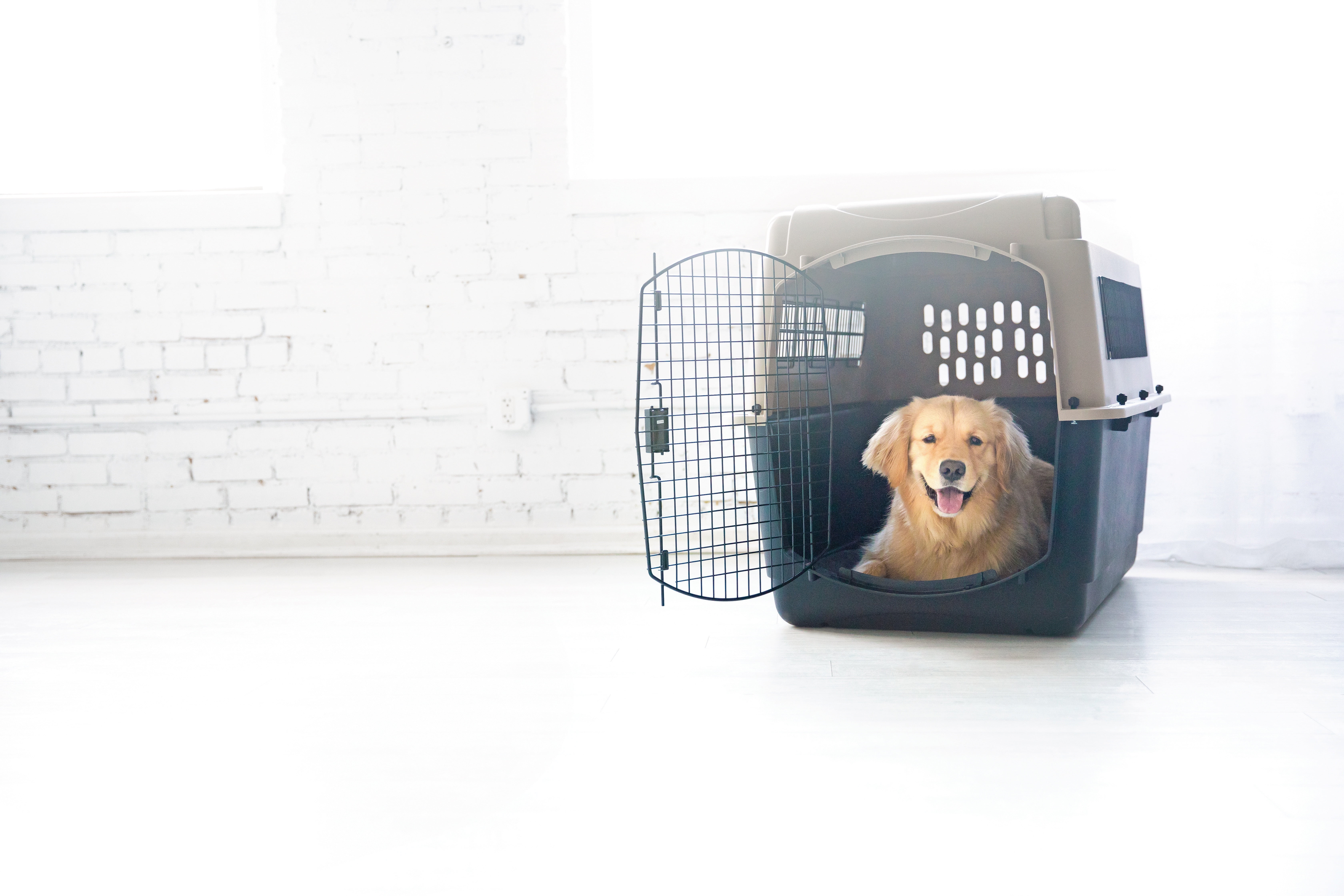 Petmate Ultra Vari Dog Kennel For Large Dogs, Bhutan Ubuy