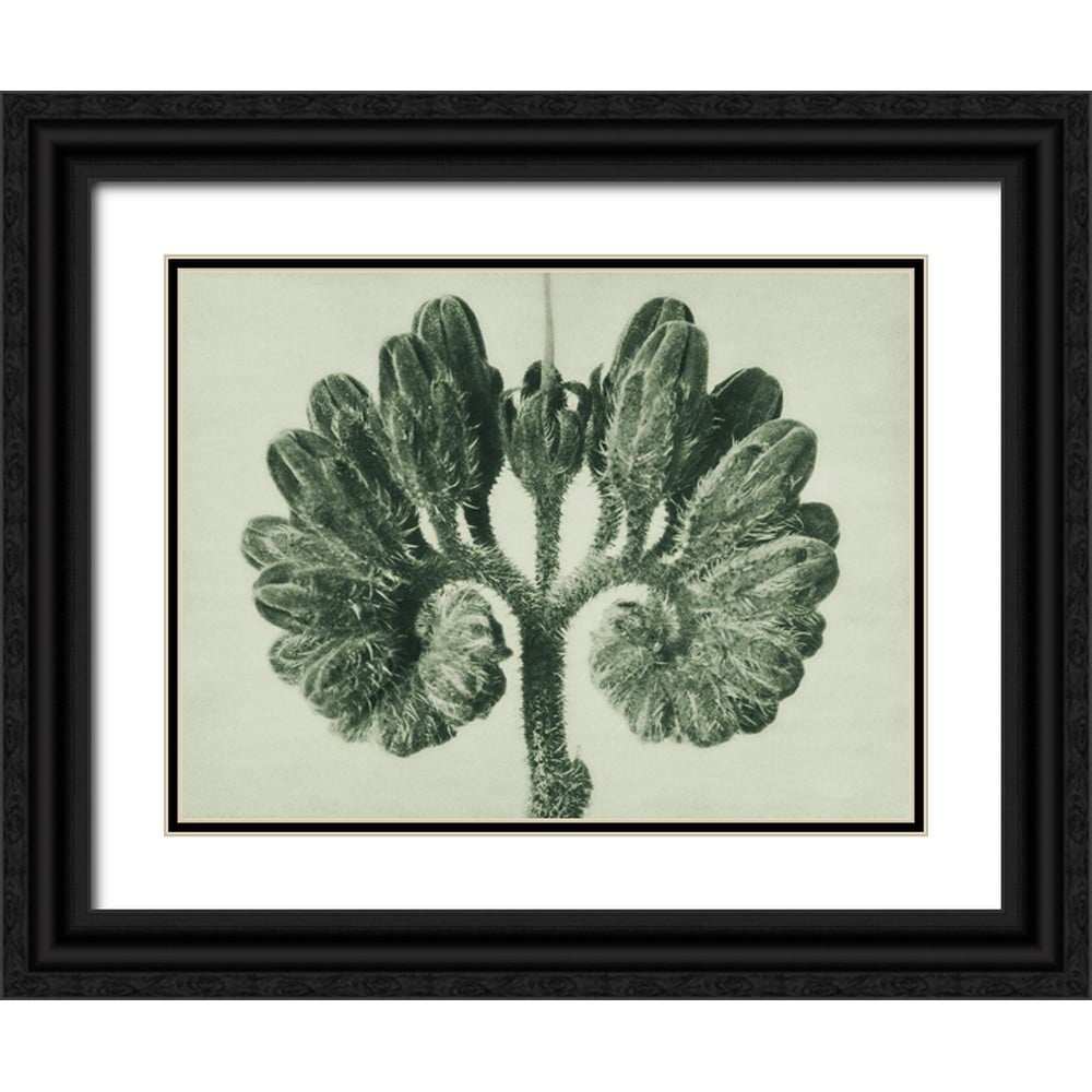Blossfeldt, Karl 24x19 Black Ornate Wood Framed with Double Matting