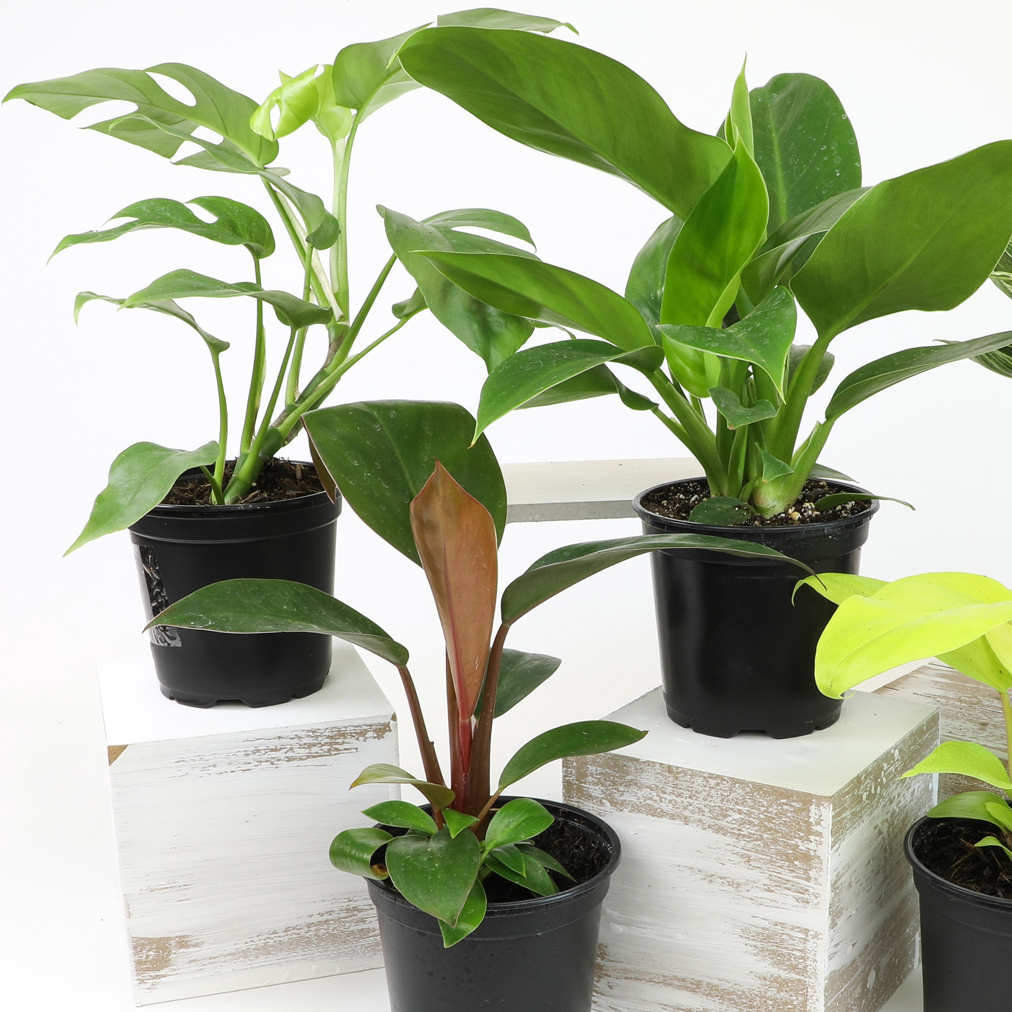 Element Live Philodendron Plant Variety Pack, 3 Easy Care Plants in 4.25in Pots