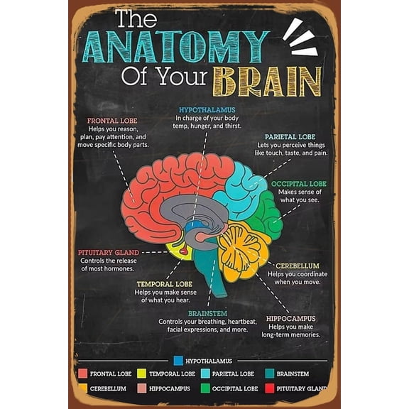 Retro Anatomy Your Brain Knowledge Poster Vintage Brain Knowledge Educational Poster For Garage Yard Home Outdoor