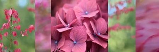 Pink Collage Ii Can