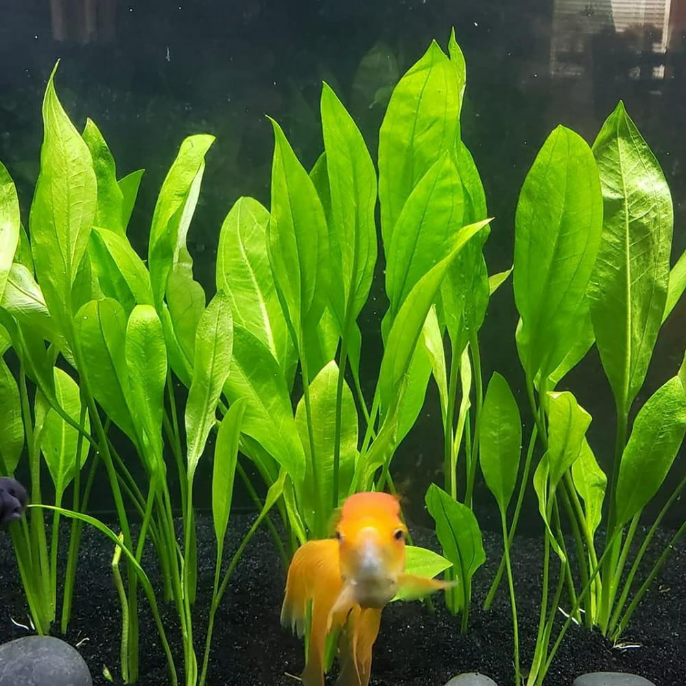 Amazon Sword Echinodorus Bleheri Small Live Aquarium Amazon Sword Echinodorus Bleheri Small Live Aquarium