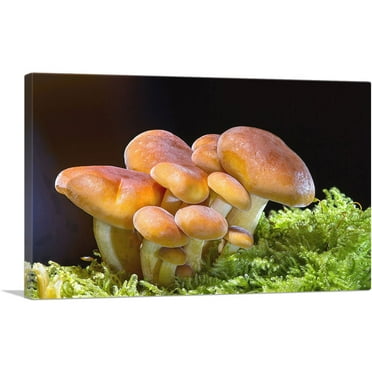 ARTCANVAS Mushrooms Home decor Canvas Art Print - Size: 26" x 18" (0.75" Deep)