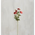 thumbnail image 1 of Pick - Pink Ranunculus, 1 of 1