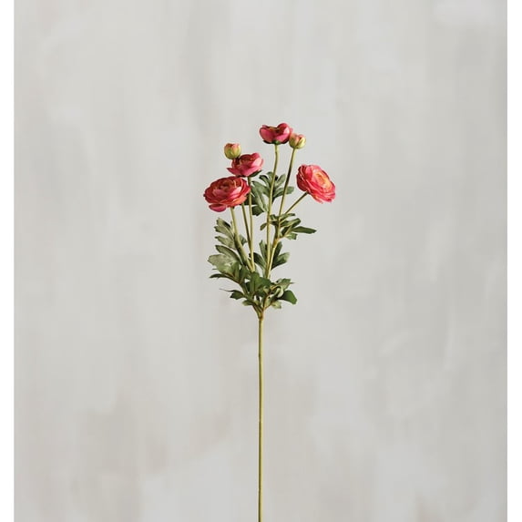Pick - Pink Ranunculus