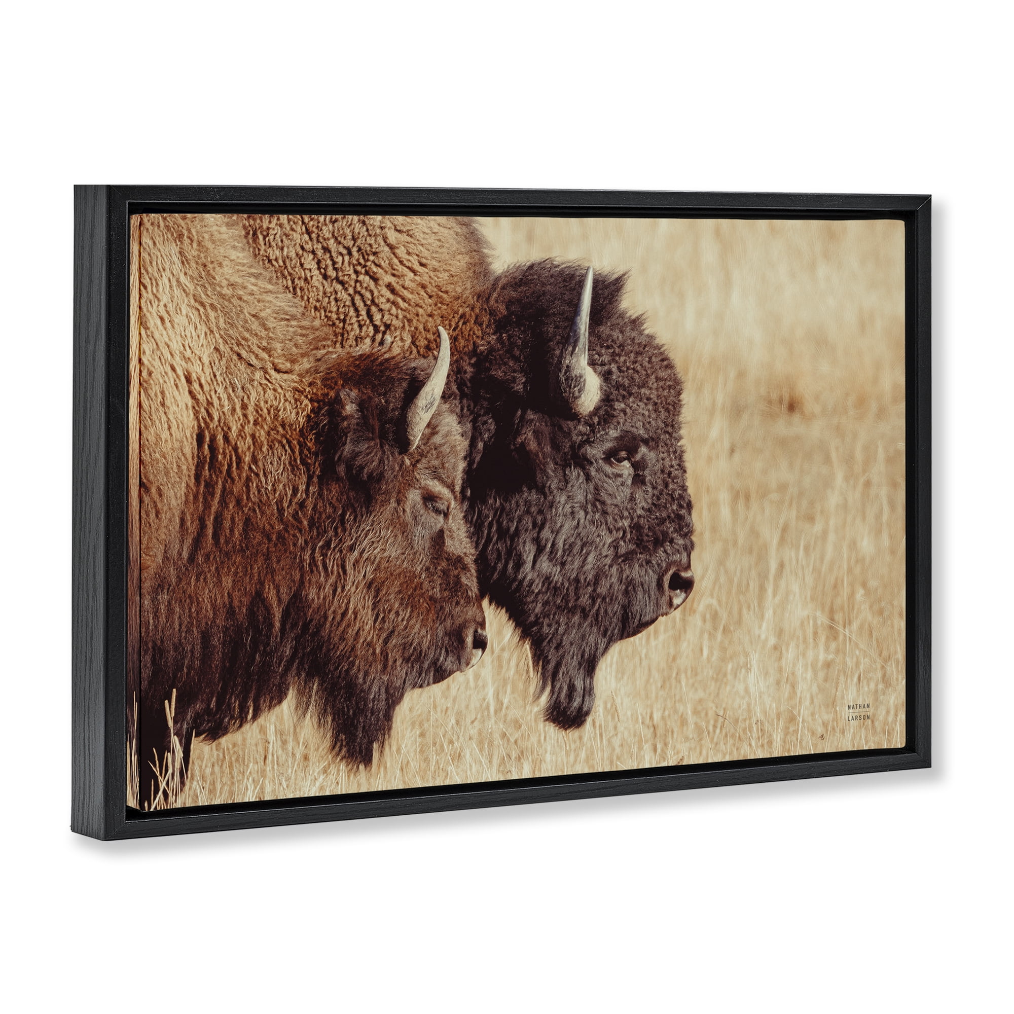 Stupell Industries Bison Pair in Countryside Animals Photography Black Floater Framed Canvas Art Print Wall Art, 25 x 17