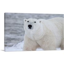 ARTCANVAS Polar Bear Home decor Canvas Art Print - Size: 60" x 40" (0.75" Deep) (3-Piece)