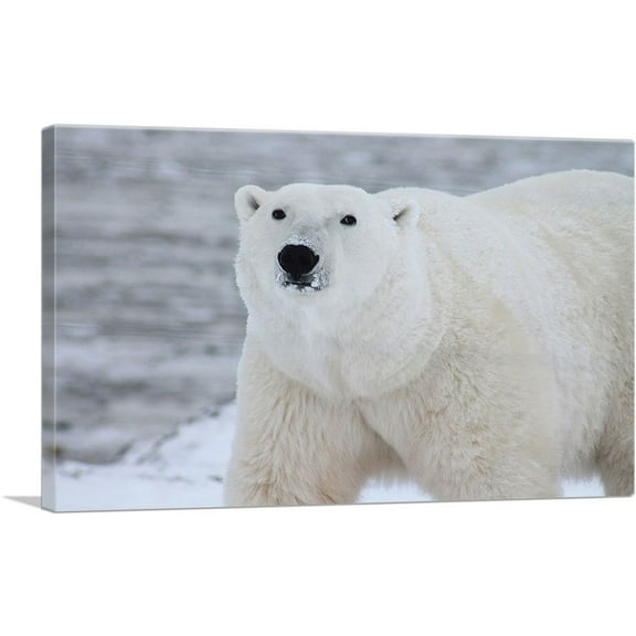 ARTCANVAS Polar Bear Home decor Canvas Art Print - Size: 26" x 18" (0.75" Deep)