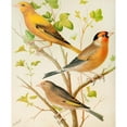 thumbnail image 2 of W. A . Blakston 15x18 Gold Ornate Wood Frame and Double Matted Museum Art Print Titled - Greenfinch and Linnet, Bullfinch and Goldfinch, Greenfitch and Canary Mule (1878), 2 of 4