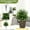 artificial plants indoor, variant on 2Pc Artificial Topiary Plants With Ground Stakes, 20Inch Faux Evergreen Shrubs For Outdoor Garden Decor, Indoor Home Porch Patio Yard Landscaping