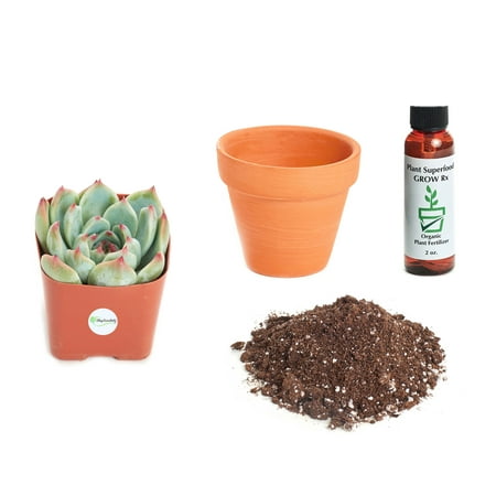 Echeveria Plant - Shop Succulents Echeveria 'Colorata' 2In Plant Kit
