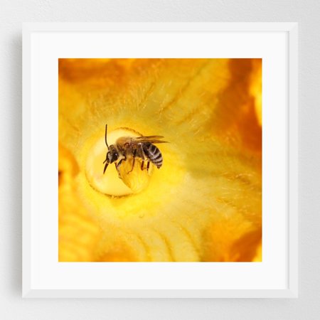 Bee Squash - Jackson Michigan Photography Insect Flowers Nature Wildlife Botanical Floral Garden White Framed Wall Art Print 8 x 8 inches