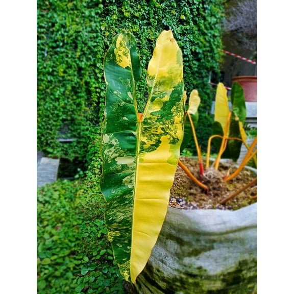 Philodendron billietiae-Unique Tropical Plant-Indoor Friendly  6" Pot