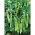 thumbnail image 3 of Burpee Oregon Sugar Pod II Pea, Plant Seeds for Home Garden, 3 of 5