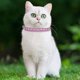 thumbnail image 3 of Gato de cuero de la PU con diamantes de imitación del gato ajustable Bling Pet para gatos cachorro conejos y perros pequeños, 3 of 3