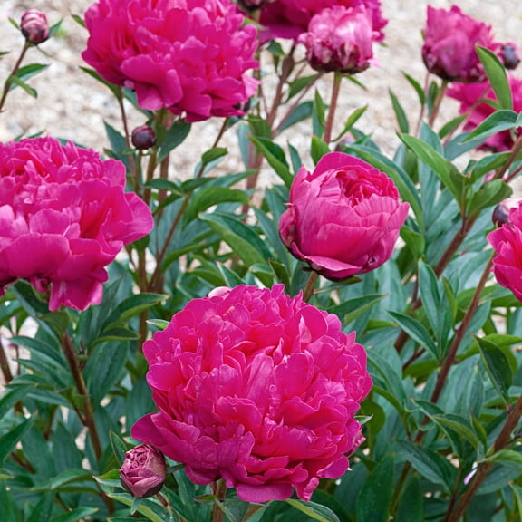 Kansas Peony Dormant Bare Root Flowering Perennial Starter Plant Root (1-Pack)