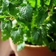 thumbnail image 2 of TomorrowSeeds - Lemon Balm Seeds - 9000+ Count - For 2026 Planting USA Garden Vegetable Organic, 2 of 11