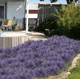 thumbnail image 5 of Decoración de flores artificiales 2 piezas Lavanda Planta artificial Plantas de balcón Planta verde Flores artificiales Flores de plástico para jardín en maceta Balcón Decoración de la boda TUNC Sencillez, 5 of 5