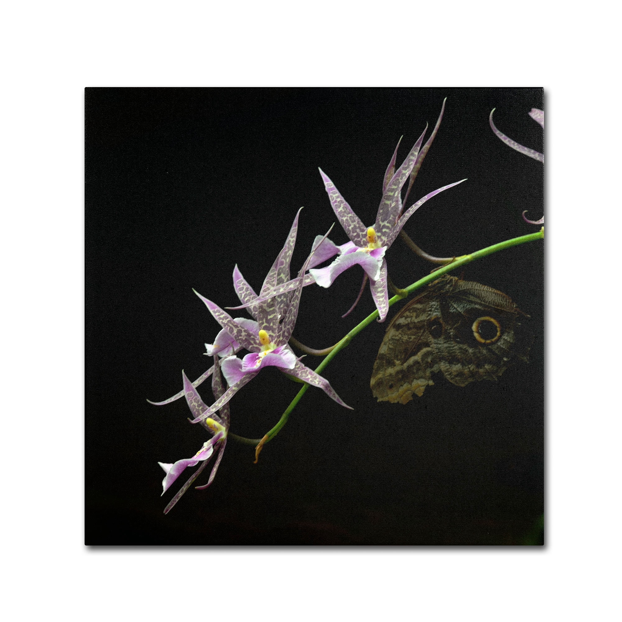 Trademark Fine Art "Spider Orchid and Owl Eye" Canvas Art by Kurt Shaffer