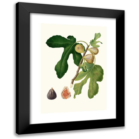 Giorgio Gallesio 11x14 Black Modern Framed Museum Art Print Titled - Fico Vezzoso. (Ficus Sativa Charge; Fico Dattare-Vol. 3) (1817-1839)