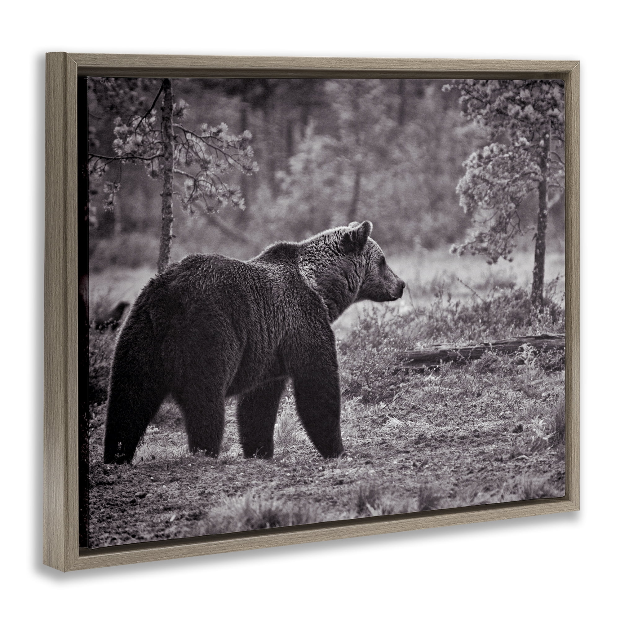 Stupell Industries Bear Stepping in Forest Animals & Insects Photography Brown Floater Framed Canvas Art Print Wall Art, 21 x 17