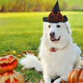 thumbnail image 4 of TIELUTT Halloween Pet Hat for Dogs and Cats Cartoon Design for Festive Celebrations and Dog Trainer Accessories Dog Harness Child Seat for Dogs Accessories Small Dogs Bike Rack for Dogs, 4 of 5