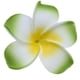 thumbnail image 1 of Pinza de flor Plumeria frangipani verde Colco Accesorio de cabeza, 1 of 4