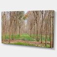 thumbnail image 2 of Beautiful Rubber Plantation Photo - Modern Forest Canvas Art, 2 of 4