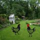 thumbnail image 5 of Decoración creativa de jardín, tarjeta de inserción de pollo negro acrílico, decoración de césped de jardín, 2 uds. Gallo + gallina ER, 5 of 5