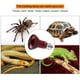thumbnail image 2 of Bombilla de lámpara de calor de cerámica infrarroja duradera para alimentación de mascotas reptiles (100 W) Rojo Verde, 2 of 5