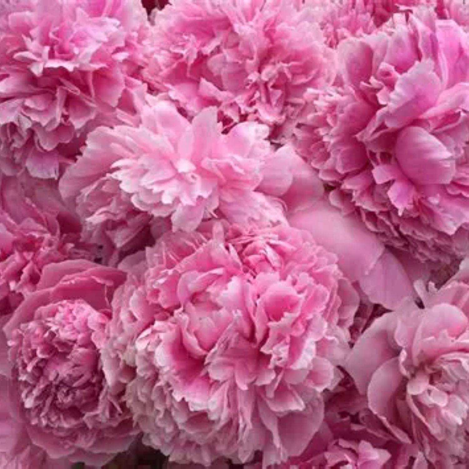 Expert Gardener 12-18" Peony Double Bubble Pink™ Live Tree in 2 gal. Grower Pot