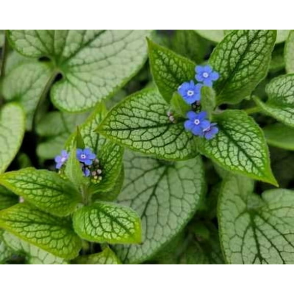 Queen of Hearts Bugloss - 1 Gallon Shade Perennial