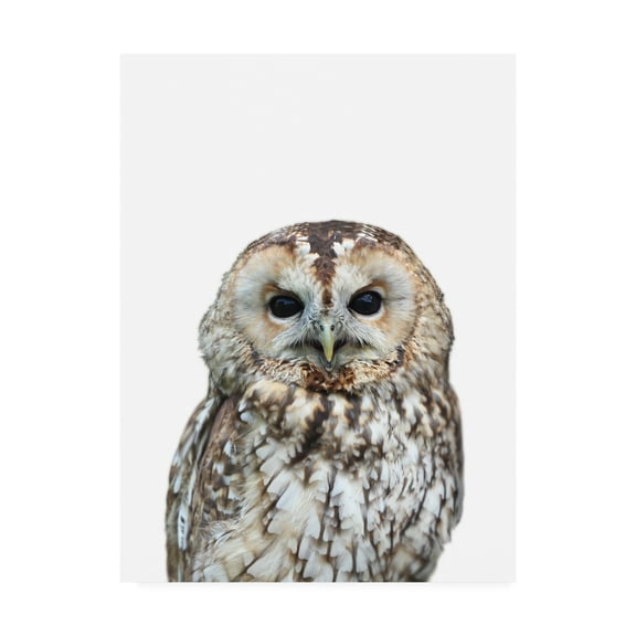 Trademark Fine Art 'Owl Portrait' Canvas Art by Lexie Gree
