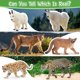 thumbnail image 4 of Figuras de animales Toymany Mini North American Forest, 14 unidades, 4 of 8