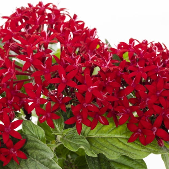 Better Homes & Gardens 1.5PT Red Pentas Live Annual Plant Sun 5-Pack