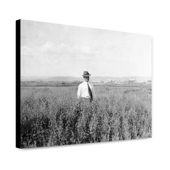 Canvas Print: Mr. Rickert In Grain Field On His Farm, circa 1900