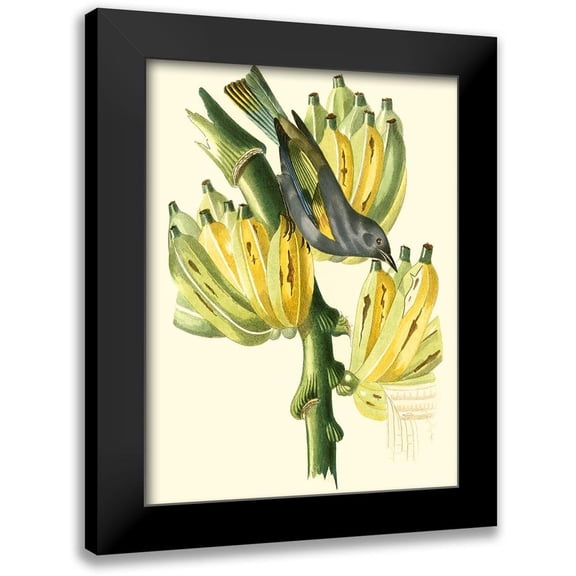 Cuvier, Georges 12x14 Black Modern Framed Museum Art Print Titled - Cuvier Exotic Birds VII