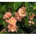 thumbnail image 2 of Cameo Flowering Quince ( chaenomeles ) - Live Plant ( 1 QT ) - Full Sun - Late Winter Blooms, 2 of 6