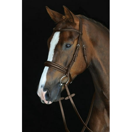 Cavesson Bridle - Collegiate Mono Crown Padded Raised Cavesson Bridle - Cob