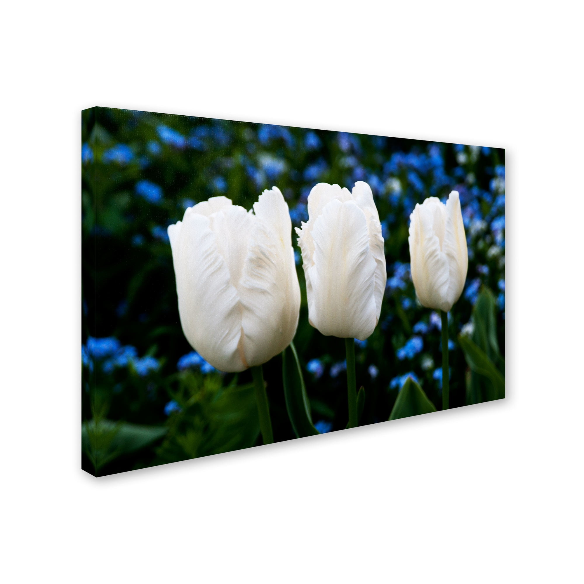 Trademark Fine Art "Three Parrot Tulips" Canvas Art by Kurt Shaffer
