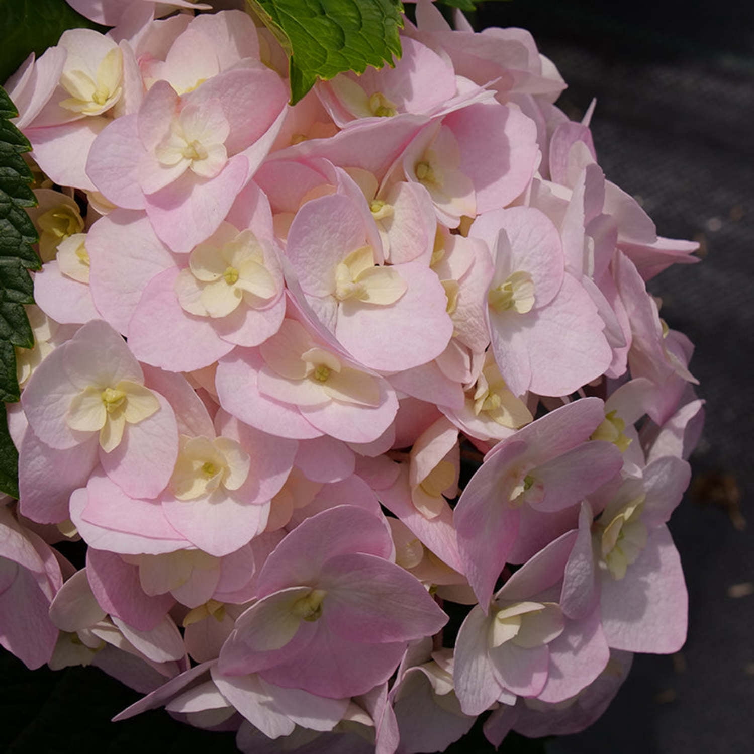 Proven Winners ColorChoice 5" Multicolor Wee Bit Innocent Bigleaf Hydrangea Live Plant in 4.5" Pot (4 Count)