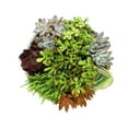 thumbnail image 3 of Element 12IN Deco Pot Hanging Basket Succulent Garden, Live Plants, 3 of 5