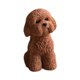 thumbnail image 1 of Figura de perro en miniatura para decoración del salpicadero del coche, artesanía, escultura pequeña y bonita. marrón en cuclillas, 1 of 9
