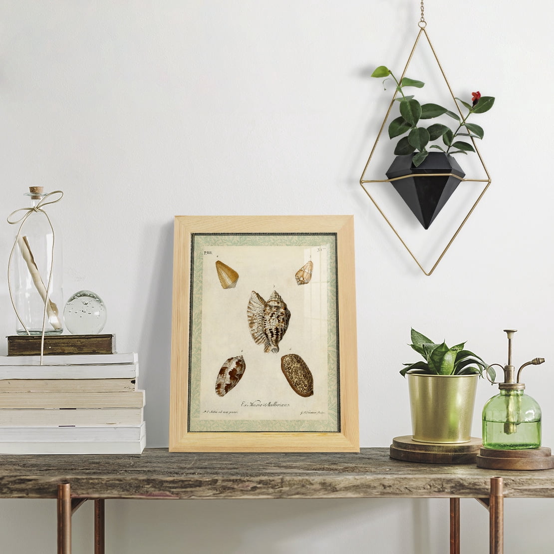 Bookplate Shells II - Framed Print w/glass - Natural Wood