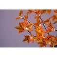 thumbnail image 4 of LIGHTSHARE 6FT 120LED Artificial Lighted Maple Tree Warm White Fall Decorations Indoor Outdoor, Orange, 4 of 5