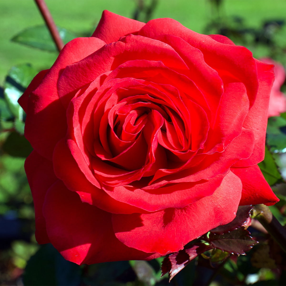 Van Zyverden Roses Mister Lincoln Quantity Landscape Saver Pack 6 Root Stocks Red Partial Sun