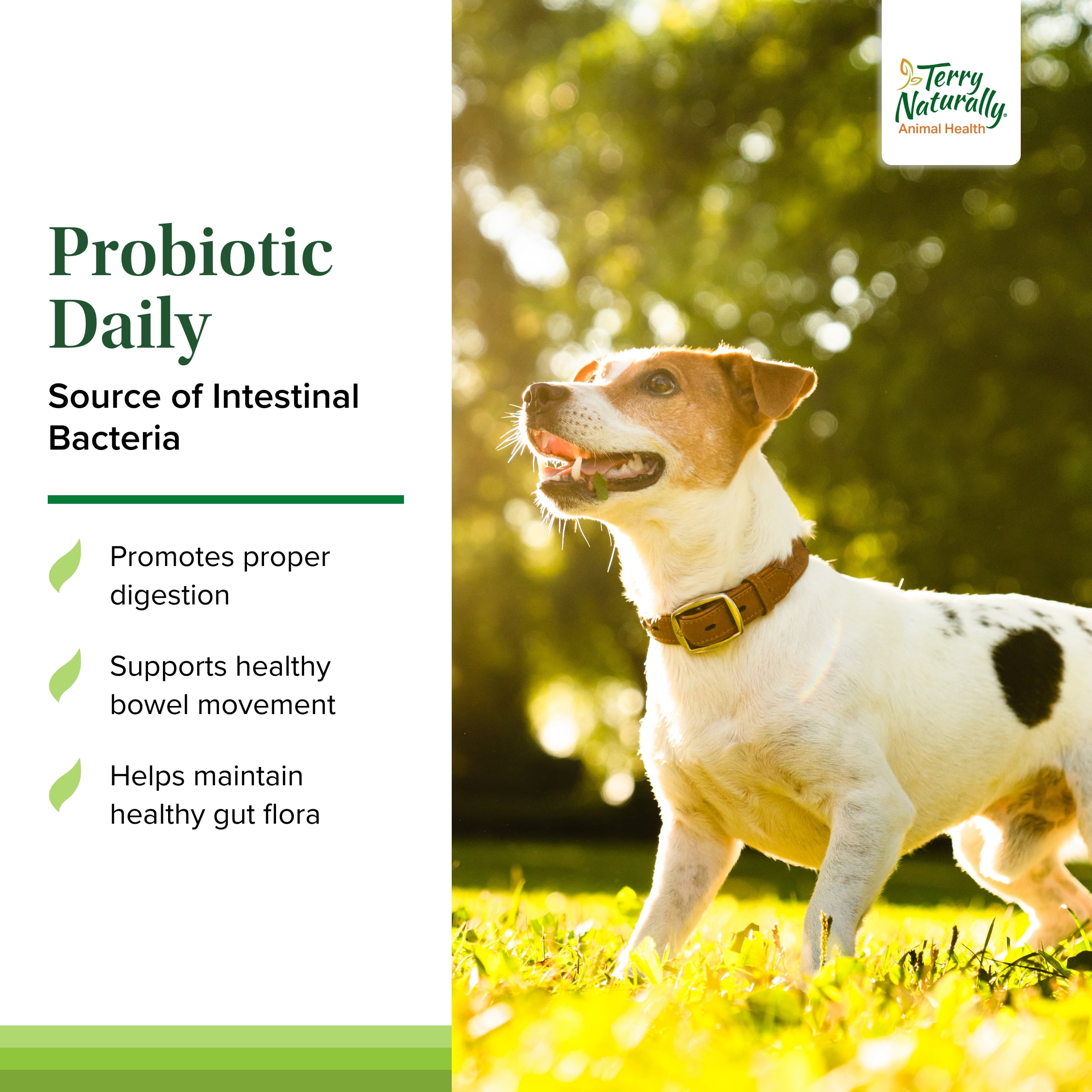 Terry Naturally Animal Health Probiotic Daily - 60 Chewable Tablets - Probiotics for Dogs