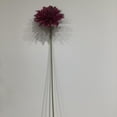 thumbnail image 1 of Aubergine Gerbera Daisy, 1 of 3