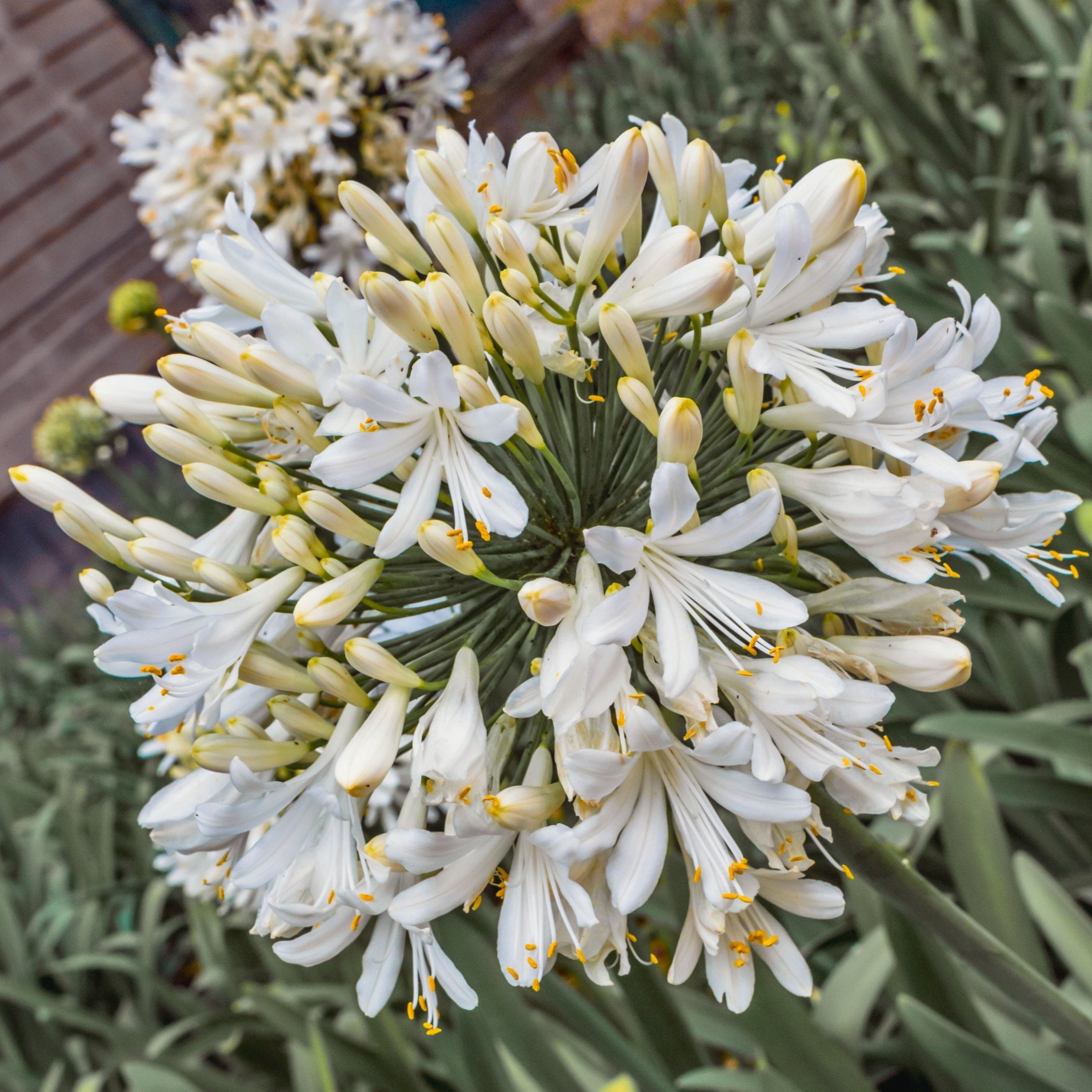National Plant Network 1 gal. Agapanthus White Live Perennial Plant