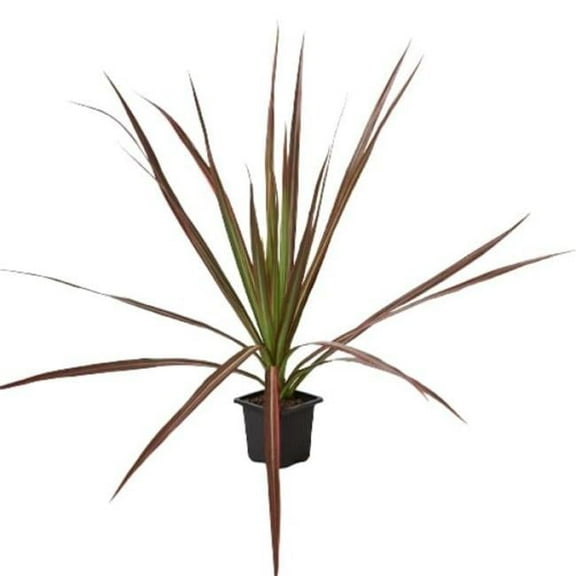 House Plant Dropship 3-DRACAENA-COLORAMA 3 in. Dracaena Colorama Pot